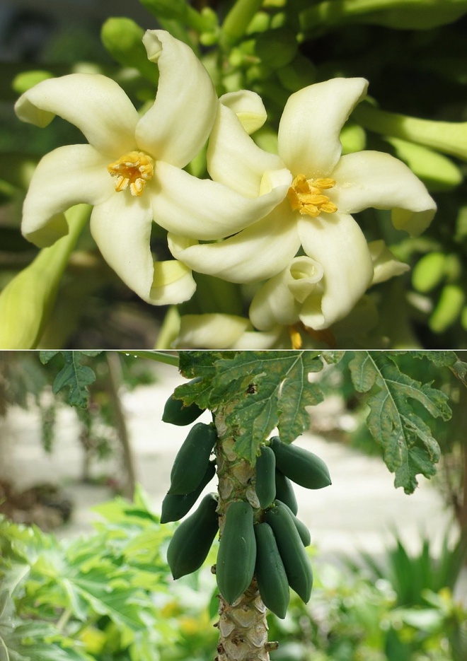 Ai cũng từng ăn củ quả quen thuộc này nhưng mấy ai biết trước khi thu hoạch chúng trông như thế nào - Ảnh 17. Ai cũng từng ăn củ quả quen thuộc này nhưng mấy ai biết trước khi thu hoạch chúng trông như thế nào - Ảnh 17.