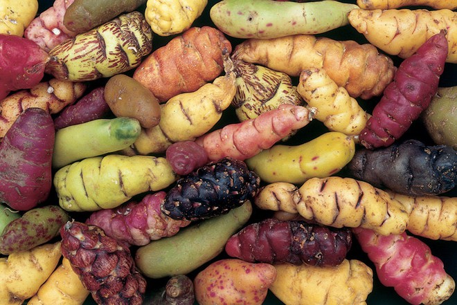 Những loại rau củ rực rỡ sắc màu khiến nhiều người không tin chúng có thật - Ảnh 18.