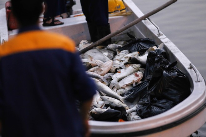 Cá lại chết trắng hồ Hoàng Cầu sau đúng 1 năm, công nhân thức trắng đêm vớt cá - Ảnh 2.
