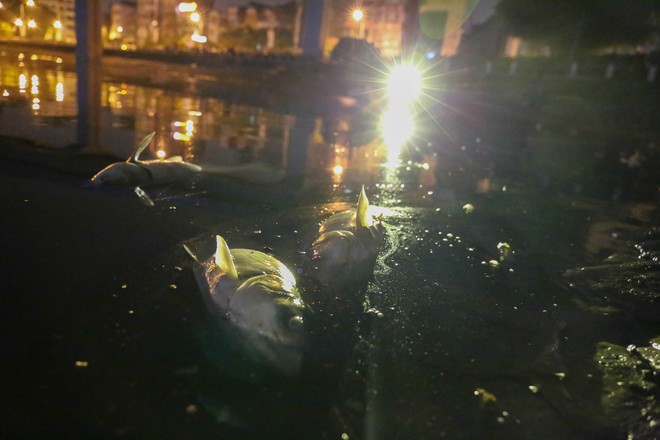 Cá lại chết trắng hồ Hoàng Cầu sau đúng 1 năm, công nhân thức trắng đêm vớt cá - Ảnh 9.