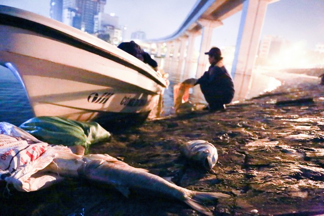 Cá lại chết trắng hồ Hoàng Cầu sau đúng 1 năm, công nhân thức trắng đêm vớt cá - Ảnh 7.