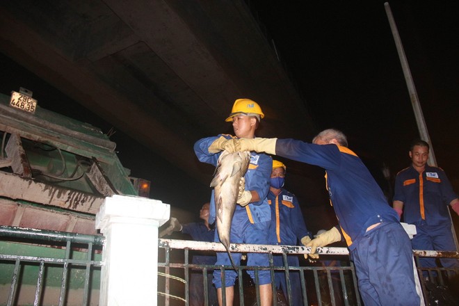 Cá lại chết trắng hồ Hoàng Cầu sau đúng 1 năm, công nhân thức trắng đêm vớt cá - Ảnh 4.