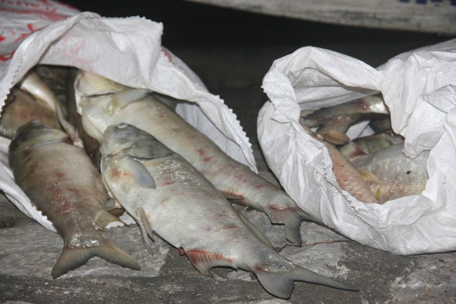 Cá lại chết trắng hồ Hoàng Cầu sau đúng 1 năm, công nhân thức trắng đêm vớt cá - Ảnh 3.