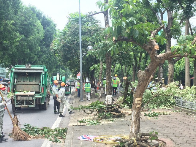 Hàng cây bằng lăng được nhiều người yêu thích trên đường Kim Mã bắt đầu bị chặt hạ, di dời - Ảnh 4.