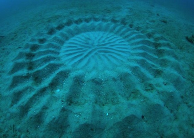 Sự thật gây choáng sau những vòng tròn như dấu tích cổ đại dưới đáy biển   - Ảnh 4.