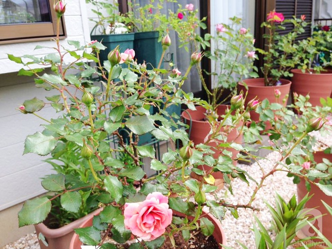 Mảnh vườn nhỏ chỉ vỏn vẹn 10m² nhưng có đến hàng trăm chậu hồng, chậu nào cũng ra hoa đẹp ngỡ ngàng của mẹ Việt ở Nhật - Ảnh 1.