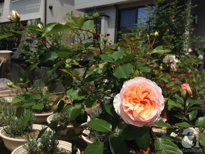 Mảnh vườn nhỏ chỉ vỏn vẹn 10m² nhưng có đến hàng trăm chậu hồng, chậu nào cũng ra hoa đẹp ngỡ ngàng của mẹ Việt ở Nhật - Ảnh 2.