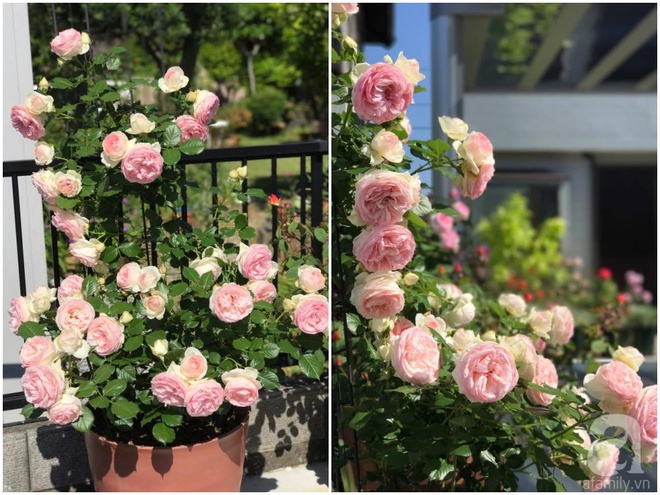 Mảnh vườn nhỏ chỉ vỏn vẹn 10m² nhưng có đến hàng trăm chậu hồng, chậu nào cũng ra hoa đẹp ngỡ ngàng của mẹ Việt ở Nhật - Ảnh 6.