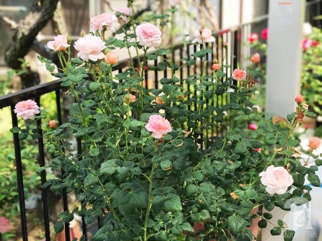 Mảnh vườn nhỏ chỉ vỏn vẹn 10m² nhưng có đến hàng trăm chậu hồng, chậu nào cũng ra hoa đẹp ngỡ ngàng của mẹ Việt ở Nhật - Ảnh 7.