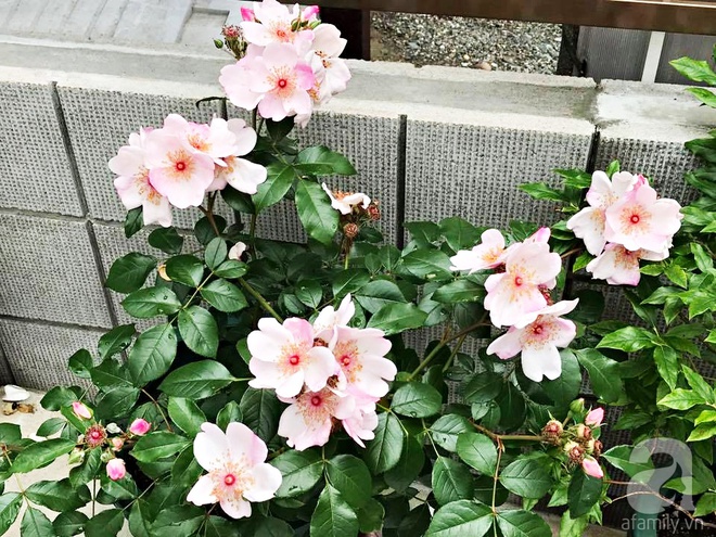 Mảnh vườn nhỏ chỉ vỏn vẹn 10m² nhưng có đến hàng trăm chậu hồng, chậu nào cũng ra hoa đẹp ngỡ ngàng của mẹ Việt ở Nhật - Ảnh 8.