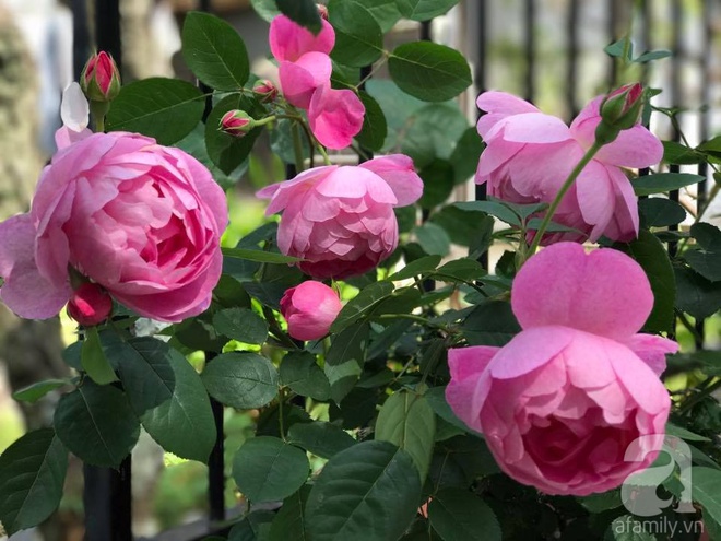 Mảnh vườn nhỏ chỉ vỏn vẹn 10m² nhưng có đến hàng trăm chậu hồng, chậu nào cũng ra hoa đẹp ngỡ ngàng của mẹ Việt ở Nhật - Ảnh 10.