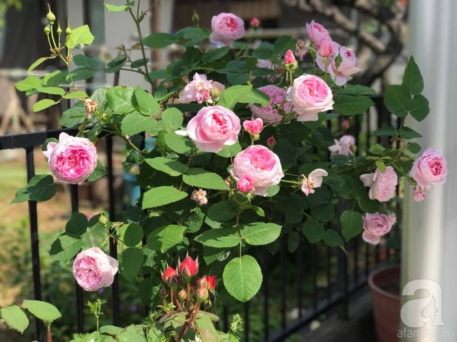 Mảnh vườn nhỏ chỉ vỏn vẹn 10m² nhưng có đến hàng trăm chậu hồng, chậu nào cũng ra hoa đẹp ngỡ ngàng của mẹ Việt ở Nhật - Ảnh 11.