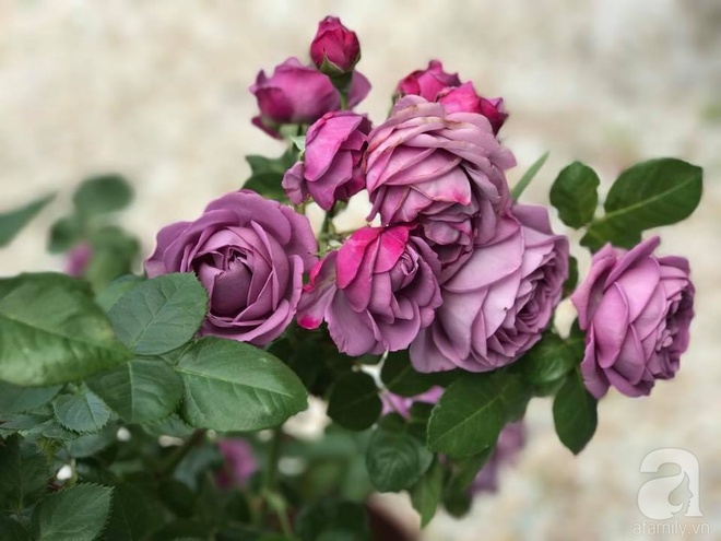 Mảnh vườn nhỏ chỉ vỏn vẹn 10m² nhưng có đến hàng trăm chậu hồng, chậu nào cũng ra hoa đẹp ngỡ ngàng của mẹ Việt ở Nhật - Ảnh 13.