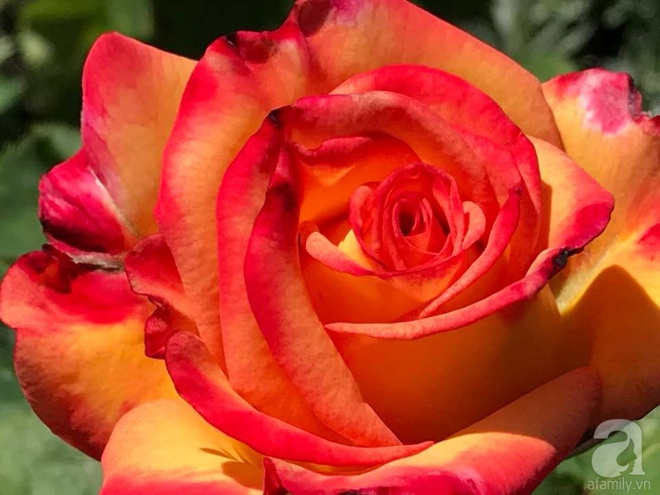 Mảnh vườn nhỏ chỉ vỏn vẹn 10m² nhưng có đến hàng trăm chậu hồng, chậu nào cũng ra hoa đẹp ngỡ ngàng của mẹ Việt ở Nhật - Ảnh 18.