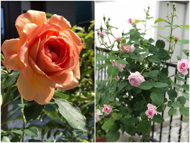 Mảnh vườn nhỏ chỉ vỏn vẹn 10m² nhưng có đến hàng trăm chậu hồng, chậu nào cũng ra hoa đẹp ngỡ ngàng của mẹ Việt ở Nhật - Ảnh 22.