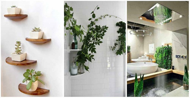 “Nhà tắm thực vật” – cách đơn giản để nhà tắm thêm mát mẻ trong ngày hè nắng nóng - Ảnh 4.