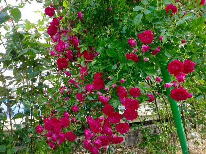 Khu vườn hoa hồng rộng hơn 1 hecta đẹp như cổ tích của người phụ nữ sinh ra ở chốn ngàn hoa - Ảnh 8.