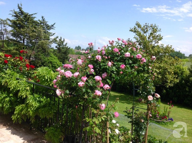 Khu vườn hoa hồng rộng hơn 1 hecta đẹp như cổ tích của người phụ nữ sinh ra ở chốn ngàn hoa - Ảnh 9.