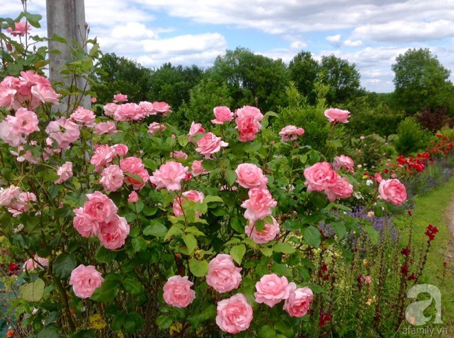 Khu vườn hoa hồng rộng hơn 1 hecta đẹp như cổ tích của người phụ nữ sinh ra ở chốn ngàn hoa - Ảnh 10.