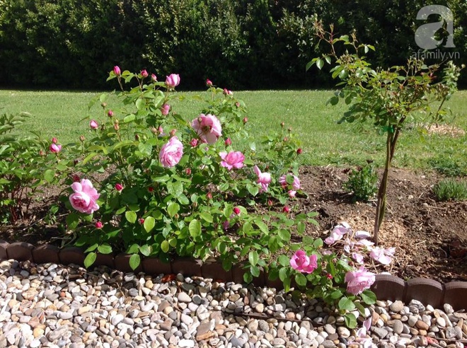 Khu vườn hoa hồng rộng hơn 1 hecta đẹp như cổ tích của người phụ nữ sinh ra ở chốn ngàn hoa - Ảnh 14.