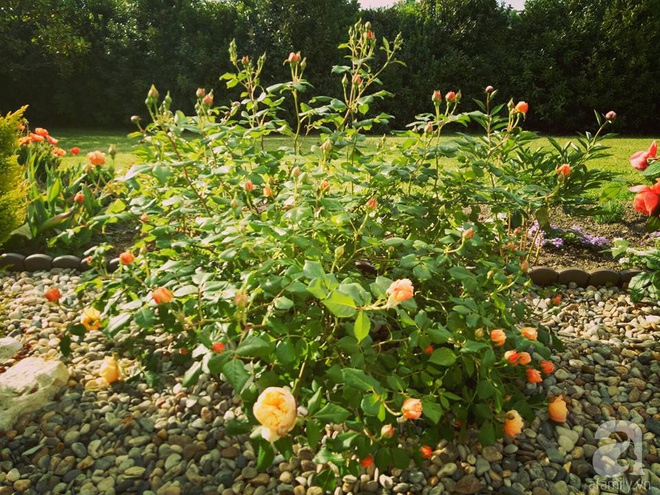 Khu vườn hoa hồng rộng hơn 1 hecta đẹp như cổ tích của người phụ nữ sinh ra ở chốn ngàn hoa - Ảnh 15.