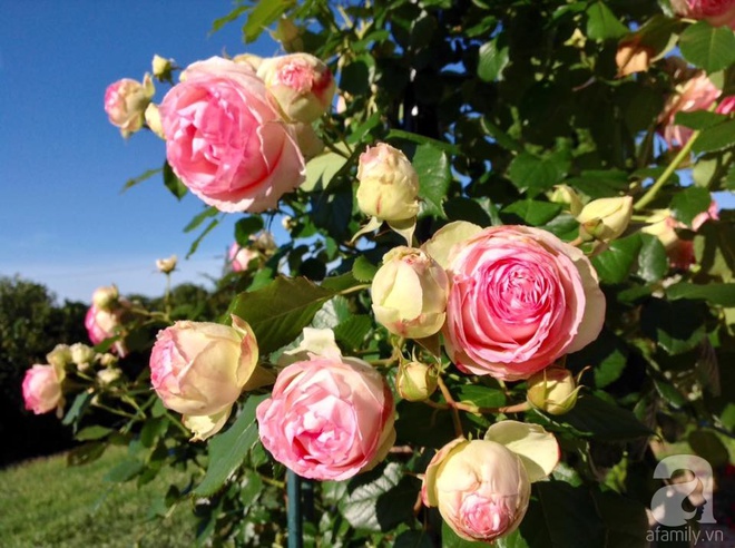 Khu vườn hoa hồng rộng hơn 1 hecta đẹp như cổ tích của người phụ nữ sinh ra ở chốn ngàn hoa - Ảnh 18.
