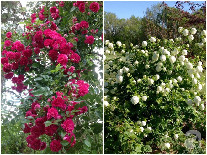 Khu vườn hoa hồng rộng hơn 1 hecta đẹp như cổ tích của người phụ nữ sinh ra ở chốn ngàn hoa - Ảnh 19.