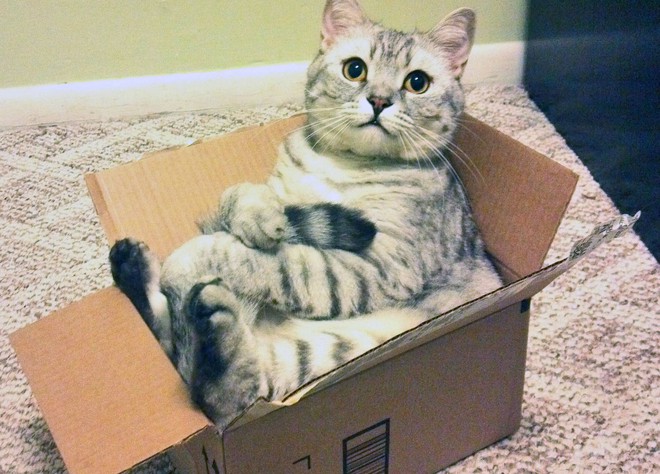 Vì sao những con mèo thường thích chui vào hộp? Thì ra đây là nguyên nhân!