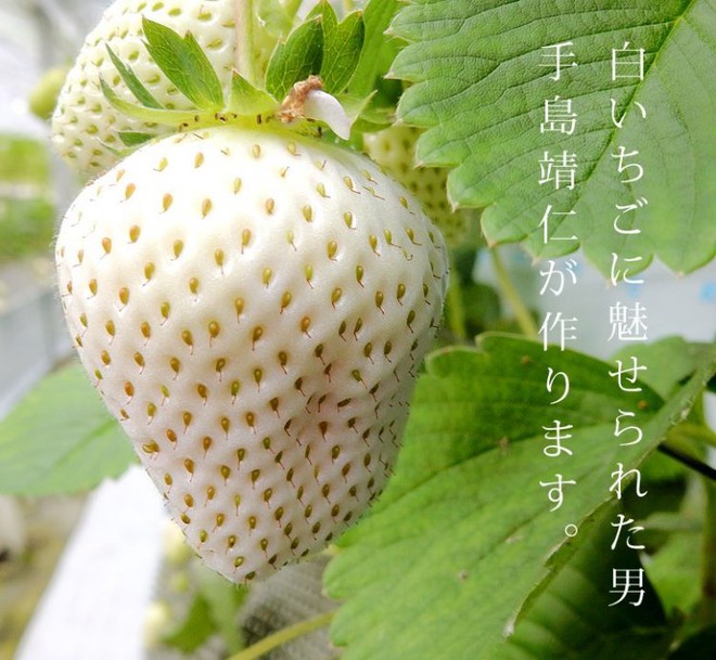 Có gì đặc biệt ở loại quả này mà được gọi là ngọc trắng của Nhật Bản? - Ảnh 1.