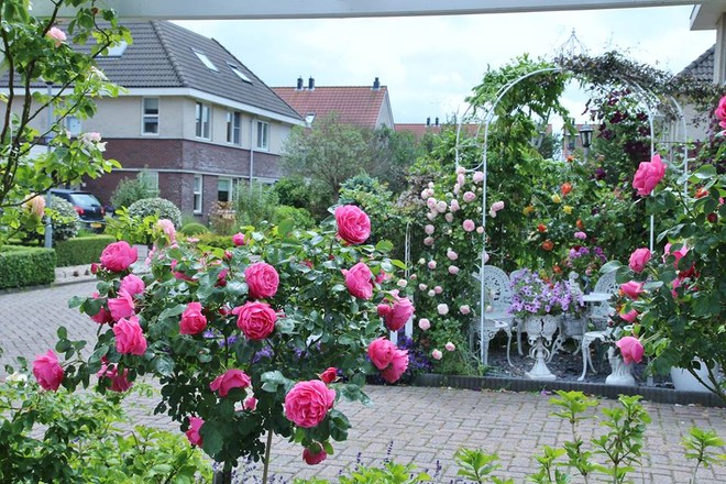 Mê mẩn vườn hồng rực rỡ sắc hương đẹp không khác gì một bức tranh của mẹ Việt ở Hà Lan - Ảnh 4.