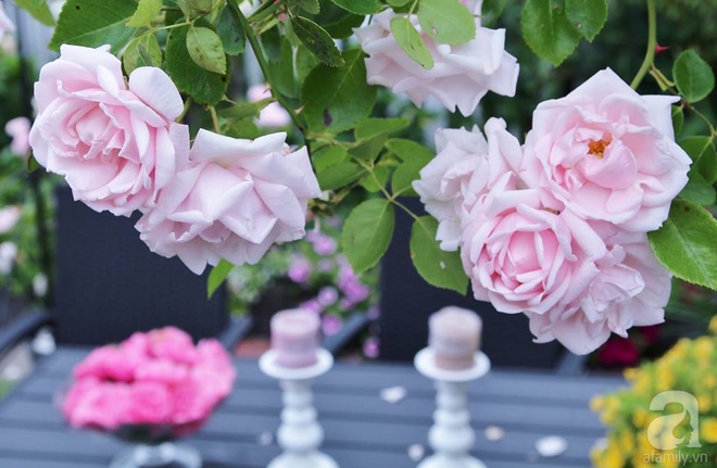 Mê mẩn vườn hồng rực rỡ sắc hương đẹp không khác gì một bức tranh của mẹ Việt ở Hà Lan - Ảnh 7.
