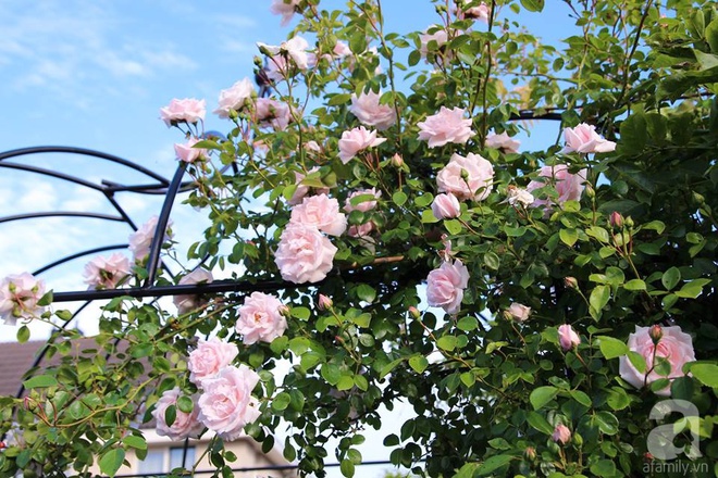 Mê mẩn vườn hồng rực rỡ sắc hương đẹp không khác gì một bức tranh của mẹ Việt ở Hà Lan - Ảnh 8.