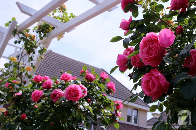 Mê mẩn vườn hồng rực rỡ sắc hương đẹp không khác gì một bức tranh của mẹ Việt ở Hà Lan - Ảnh 9.