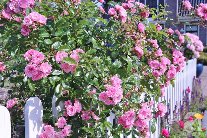 Mê mẩn vườn hồng rực rỡ sắc hương đẹp không khác gì một bức tranh của mẹ Việt ở Hà Lan - Ảnh 12.