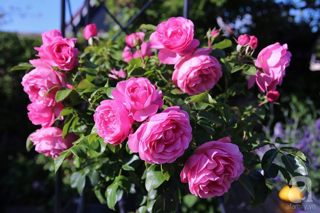 Mê mẩn vườn hồng rực rỡ sắc hương đẹp không khác gì một bức tranh của mẹ Việt ở Hà Lan - Ảnh 13.