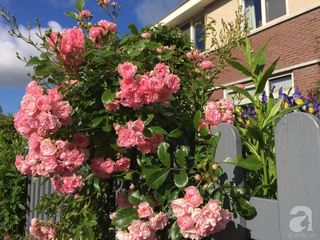 Mê mẩn vườn hồng rực rỡ sắc hương đẹp không khác gì một bức tranh của mẹ Việt ở Hà Lan - Ảnh 14.