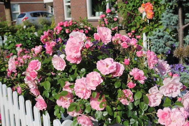 Mê mẩn vườn hồng rực rỡ sắc hương đẹp không khác gì một bức tranh của mẹ Việt ở Hà Lan - Ảnh 15.