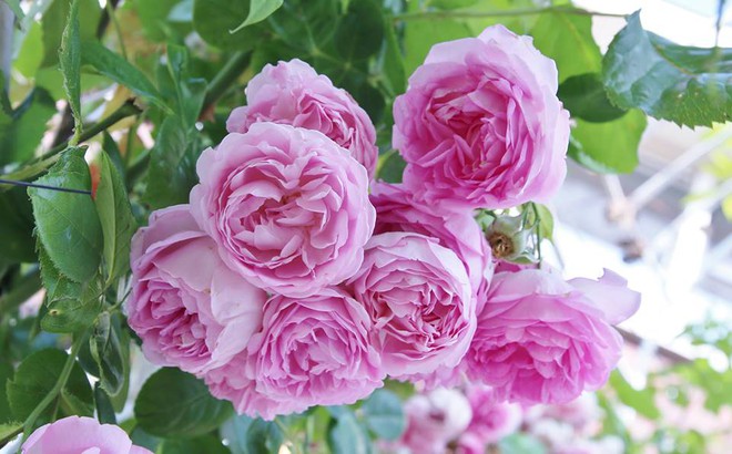 Mê mẩn vườn hồng rực rỡ sắc hương đẹp không khác gì một bức tranh của mẹ Việt ở Hà Lan - Ảnh 16.