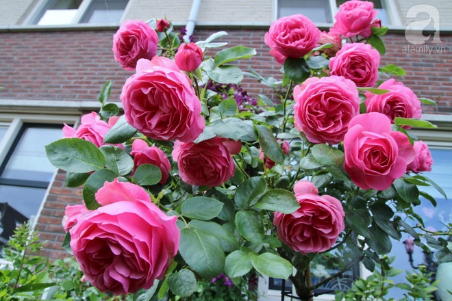 Mê mẩn vườn hồng rực rỡ sắc hương đẹp không khác gì một bức tranh của mẹ Việt ở Hà Lan - Ảnh 18.