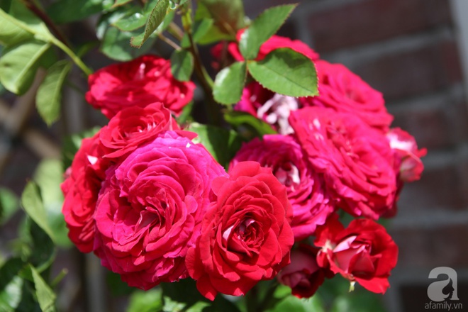 Mê mẩn vườn hồng rực rỡ sắc hương đẹp không khác gì một bức tranh của mẹ Việt ở Hà Lan - Ảnh 22.