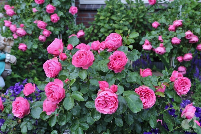 Mê mẩn vườn hồng rực rỡ sắc hương đẹp không khác gì một bức tranh của mẹ Việt ở Hà Lan - Ảnh 25.