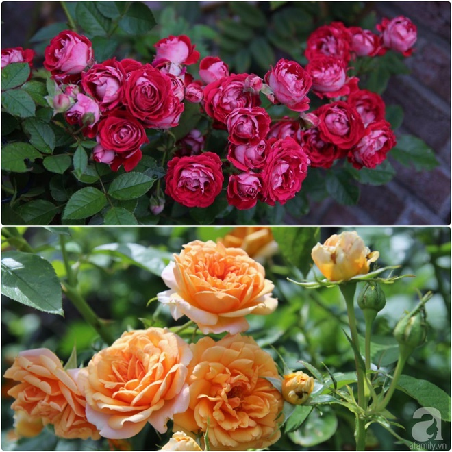 Mê mẩn vườn hồng rực rỡ sắc hương đẹp không khác gì một bức tranh của mẹ Việt ở Hà Lan - Ảnh 26.