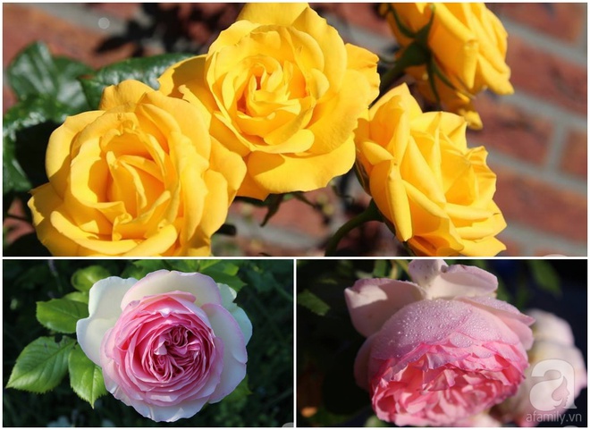 Mê mẩn vườn hồng rực rỡ sắc hương đẹp không khác gì một bức tranh của mẹ Việt ở Hà Lan - Ảnh 28.
