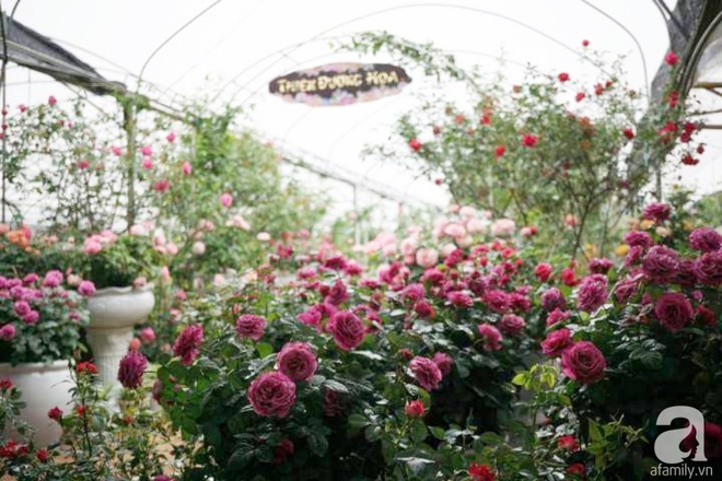 Nữ thạc sỹ nông nghiệp sở hữu các khu vườn hoa hồng với 600 giống hồng nội và ngoại đủ màu sắc - Ảnh 2.