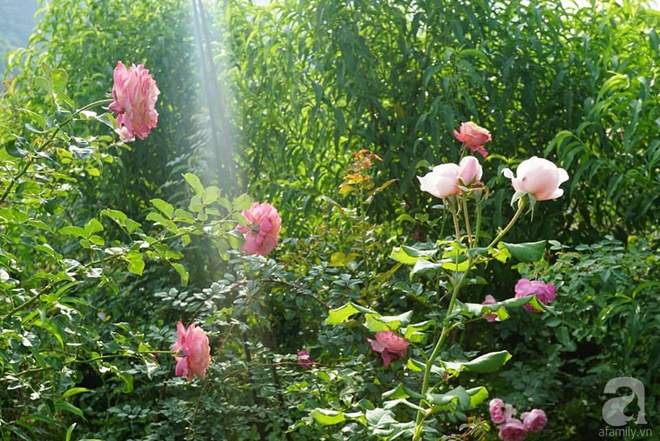 Nữ thạc sỹ nông nghiệp sở hữu các khu vườn hoa hồng với 600 giống hồng nội và ngoại đủ màu sắc - Ảnh 4.