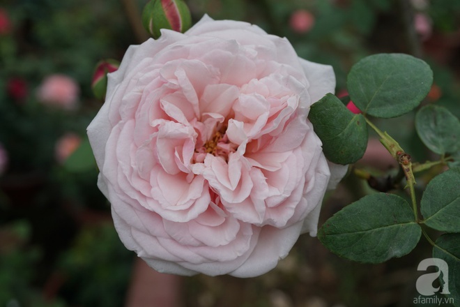 Nữ thạc sỹ nông nghiệp sở hữu các khu vườn hoa hồng với 600 giống hồng nội và ngoại đủ màu sắc - Ảnh 6.
