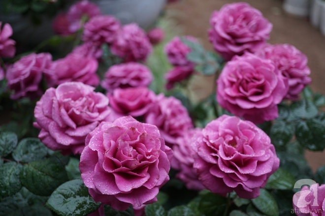 Nữ thạc sỹ nông nghiệp sở hữu các khu vườn hoa hồng với 600 giống hồng nội và ngoại đủ màu sắc - Ảnh 7.