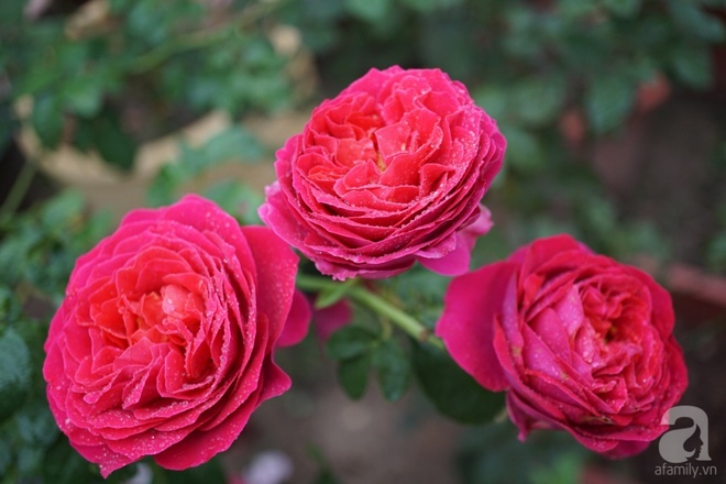 Nữ thạc sỹ nông nghiệp sở hữu các khu vườn hoa hồng với 600 giống hồng nội và ngoại đủ màu sắc - Ảnh 9.