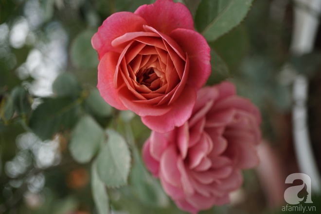 Nữ thạc sỹ nông nghiệp sở hữu các khu vườn hoa hồng với 600 giống hồng nội và ngoại đủ màu sắc - Ảnh 10.