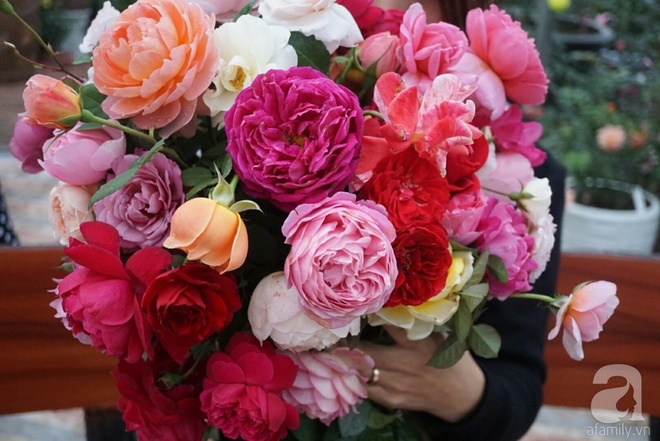 Nữ thạc sỹ nông nghiệp sở hữu các khu vườn hoa hồng với 600 giống hồng nội và ngoại đủ màu sắc - Ảnh 11.